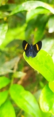 Lepidoptera