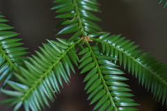 Torreya nucifera
