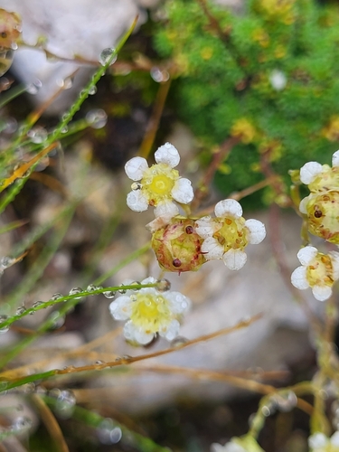 Image of Dolomites saxifrage by (c) Jacek Pietruszewski, some rights reserved (CC BY)