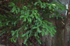 Torreya nucifera