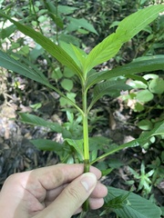 Hygrophila costata