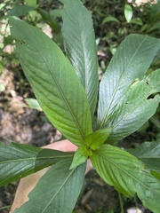 Hygrophila costata