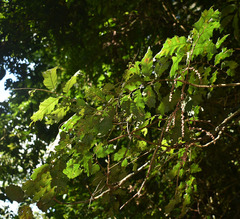 Cupaniopsis flagelliformis