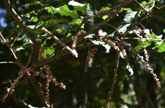 Cupaniopsis flagelliformis