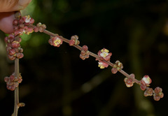 Cupaniopsis flagelliformis