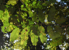 Cupaniopsis flagelliformis