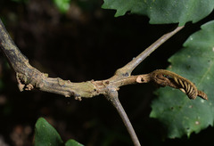 Cupaniopsis flagelliformis