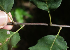 Cupaniopsis flagelliformis