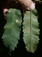 Cupaniopsis flagelliformis