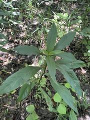 Hygrophila costata