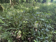 Hygrophila costata