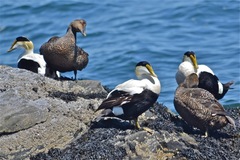 Somateria mollissima