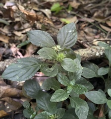 Lepidagathis alopecuroidea