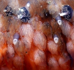Pycnopodia helianthoides
