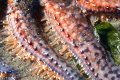Pycnopodia helianthoides