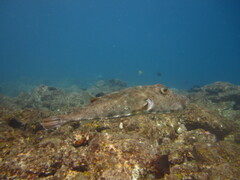 Sphoeroides lobatus
