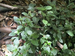 Lepidagathis alopecuroidea