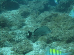 Haemulon scudderii