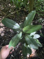 Calophyllum inophyllum