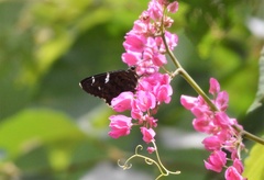 Codatractus arizonensis