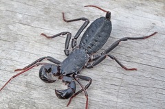 Mastigoproctus floridanus