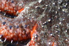Pycnopodia helianthoides