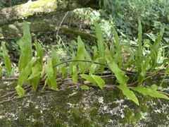 Microgramma lycopodioides