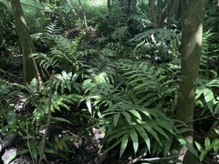 Meniscium reticulatum