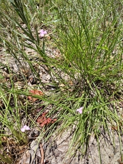 Callisia graminea