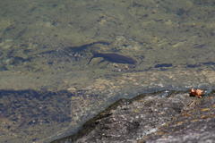 Cynops pyrrhogaster