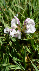 Pedicularis rhinanthoides