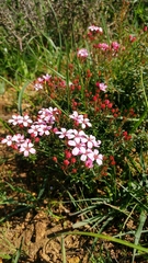 Adenandra marginata marginata