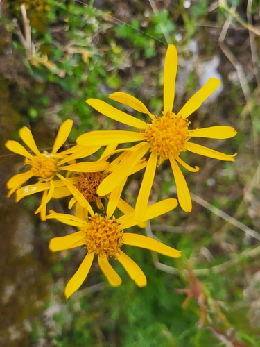 Image of Jacobaea abrotanifolia by (c) Jacek Pietruszewski, some rights reserved (CC BY)