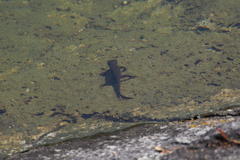 Cynops pyrrhogaster