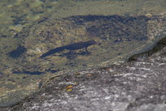 Cynops pyrrhogaster