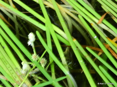 Sparganium fluctuans