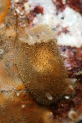 Acanthodoris pilosa