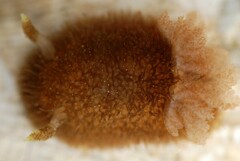 Acanthodoris pilosa