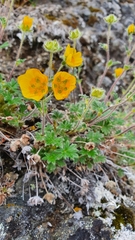 Potentilla nivea