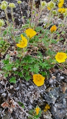 Potentilla nivea