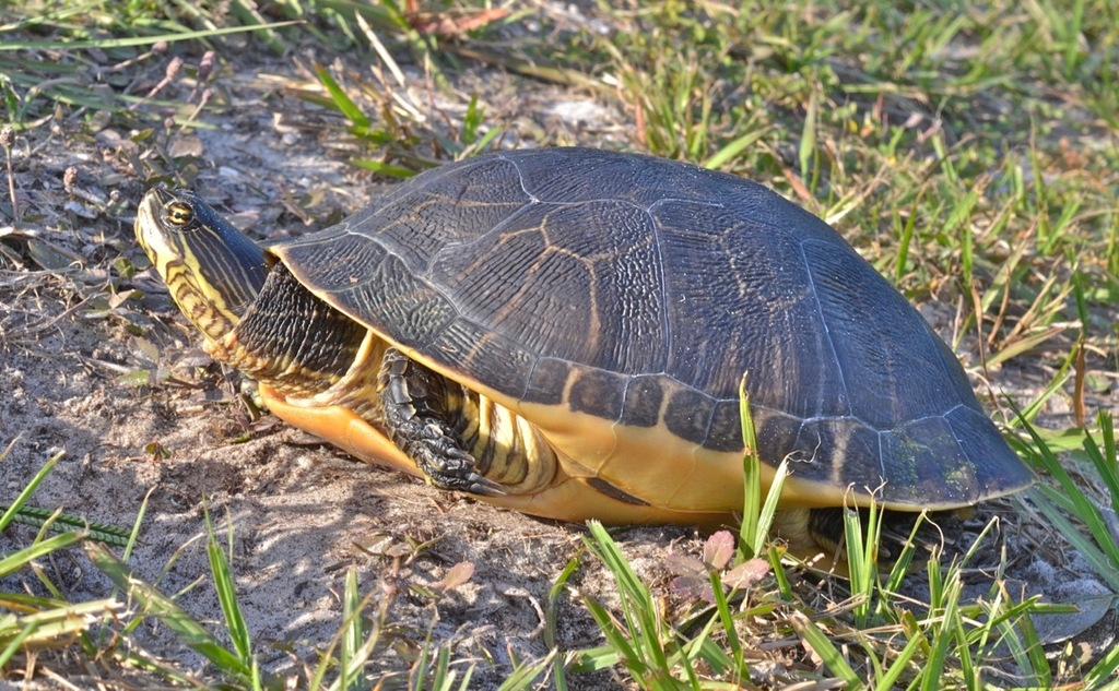 Florida Chicken Turtle in October 2011 by John Serrao. laying eggs ...