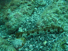 Holothuria fuscocinerea