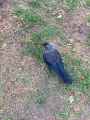Corvus monedula