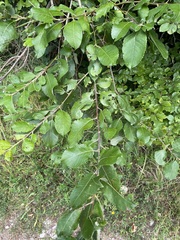 Salix appendiculata