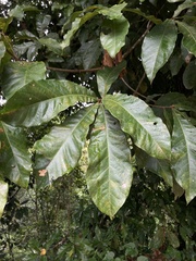 Quercus benthamii
