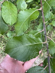 Salix appendiculata