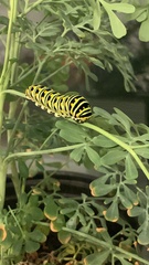 Papilio polyxenes
