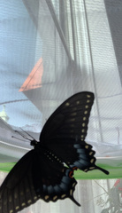 Papilio polyxenes