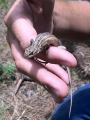 Sceloporus slevini