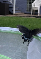 Papilio polyxenes